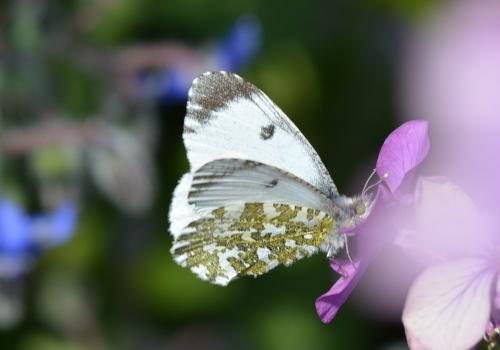 Réf. 301 405 : Anthocharis cardamines